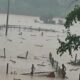 Ratusan Ular Berbisa Lepas dari Penangkaran, Teror Warga di Tengah Banjir China