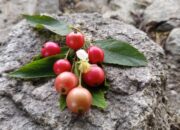 buah kersen-dulohupa.id