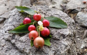 buah kersen-dulohupa.id