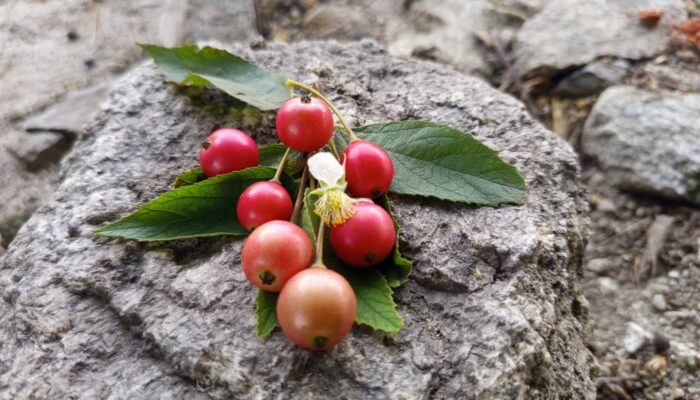 Kersen, Si Buah Kecil Manis yang Penuh Manfaat
