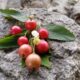 buah kersen-dulohupa.id