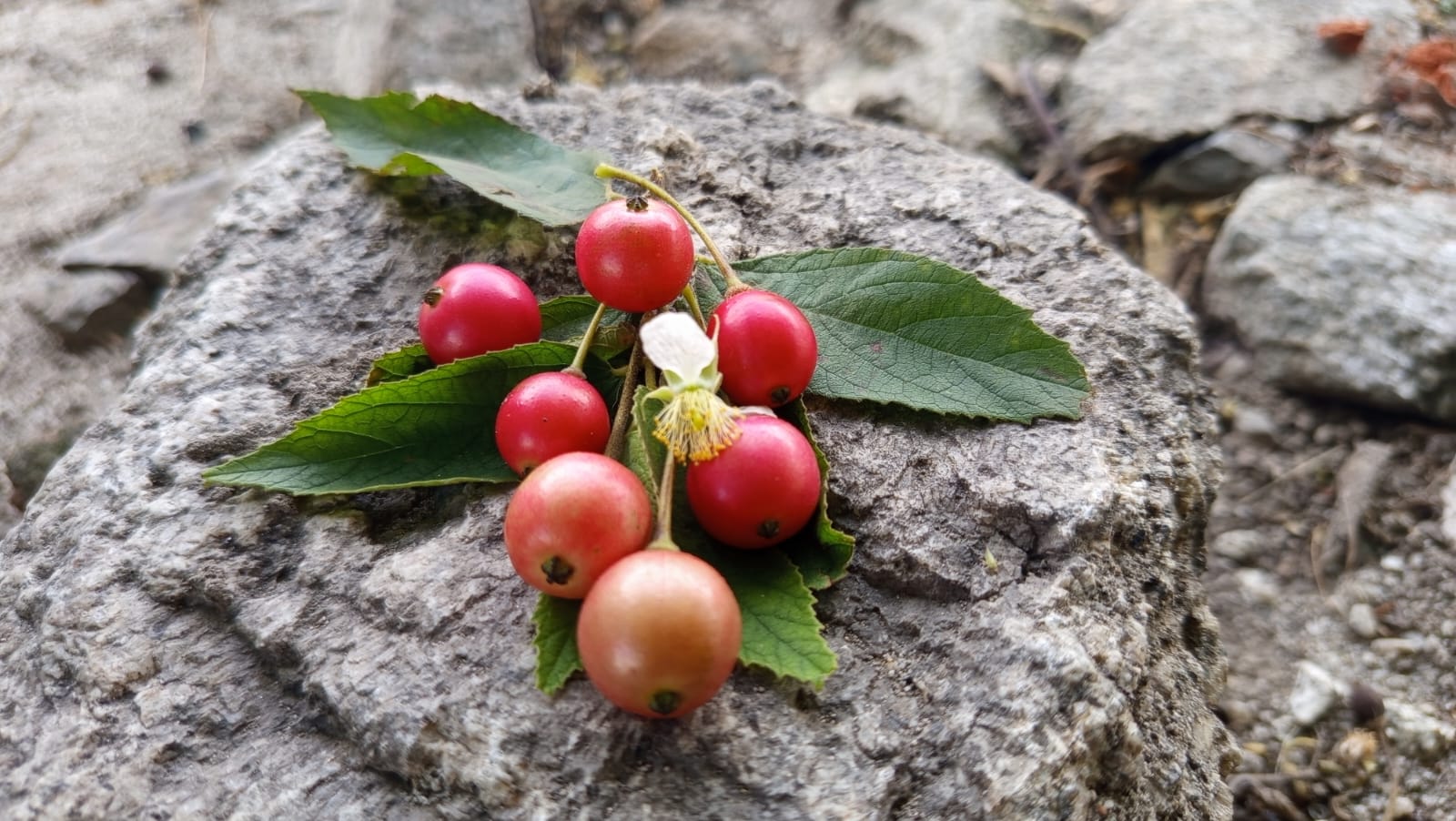 buah kersen-dulohupa.id