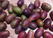 buah-matoa-Gorontalo-dulohupa.id