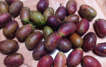 buah-matoa-Gorontalo-dulohupa.id