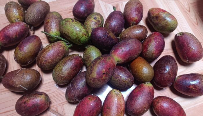 Manfaat dan Efek Samping Buah Matoa