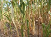 206 Hektare Tanaman Jagung di Bone Bolango Terdampak Kekeringan