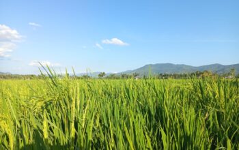 Gorontalo Kemarau