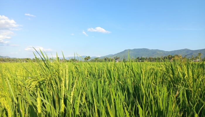 Kemarau Ancam Pertanian Gorontalo, Lahan Padi Masih Relatif Aman dari Puso