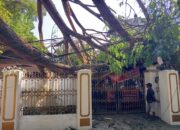 Pohon Tumbang di Jalan Bali Gorontalo, Korban Pernah Melapor tapi Diabaikan