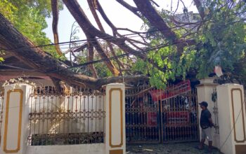 Pohon Tumbang di Jalan Bali Gorontalo, Korban Pernah Melapor tapi Diabaikan