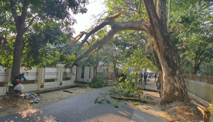 Pohon Tumbang Hantam Rumah dan Lapak Usaha di Jalan Bali Gorontalo