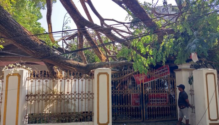 Pohon Tumbang di Jalan Bali Gorontalo, Korban Pernah Melapor tapi Diabaikan
