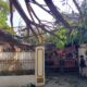 Pohon Tumbang di Jalan Bali Gorontalo, Korban Pernah Melapor tapi Diabaikan