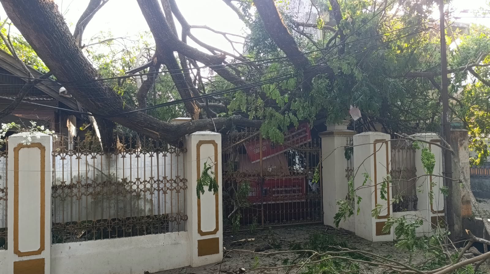 Pohon Tumbang Gorontalo