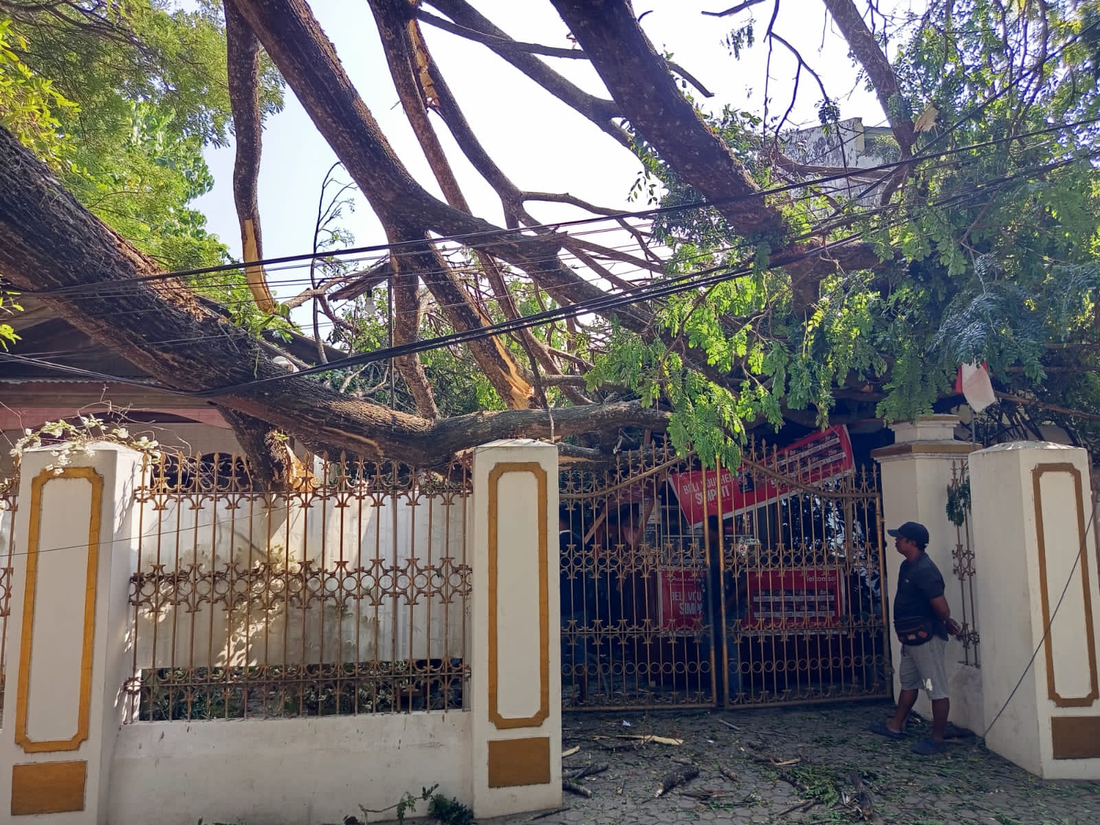 Gorontalo Pohon Tumbang