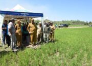 Program Cetak Sawah