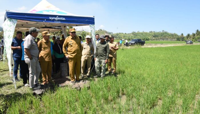 Petani Randangan Sebut Program Cetak Sawah Memuaskan, Terima Kasih Gubernur