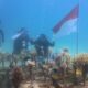 Semarak HUT ke-81 RI, Komunitas Selam Gorontalo Gelar Transplantasi Terumbu Karang di Botutonuo