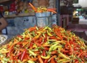 Harga Cabai Rawit di Gorontalo Naik-Turun, Sempat Rp170 Ribu Kini Rp140 Ribu/Kg