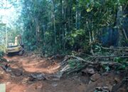 Kebakaran Hutan