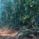 Alat Berat dan 17 Personel Berjibaku Padamkan Kebakaran Hutan di Konsesi PT GM