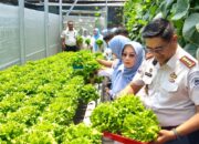 Lapas Gorontalo Panen Sayur Greenhouse, 25 Hari Tembus Kategori Premium