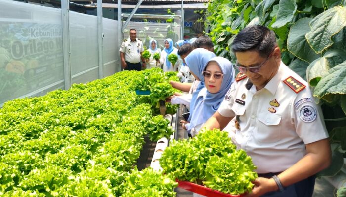 Lapas Gorontalo Panen Sayur Greenhouse, 25 Hari Tembus Kategori Premium