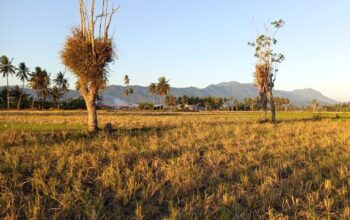 Puncak Kemarau