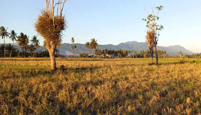Gorontalo di Ujung Puncak Kemarau, Oktober Diprediksi Masuk Masa Transisi