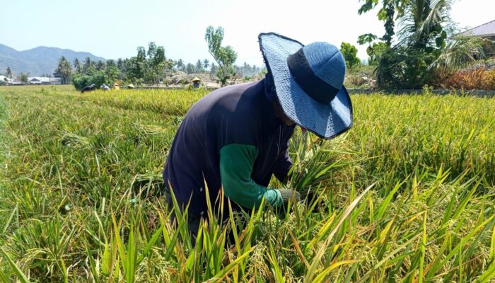 NTP Petani Gorontalo Menguat, Indeks Konsumsi Rumah Tangga Malah Turun