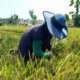 NTP Petani Gorontalo Menguat, Indeks Konsumsi Rumah Tangga Malah Turun