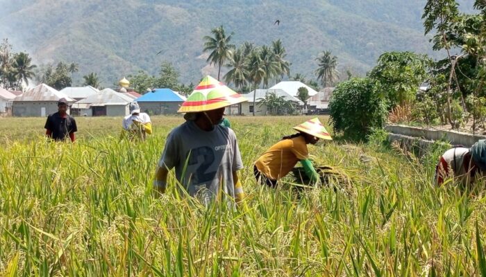 Petani Sawah di Kota Gorontalo Tetap Panen di Musim Kemarau, Belum Ada Laporan Puso 