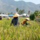 Petani Sawah di Kota Gorontalo Tetap Panen di Musim Kemarau, Belum Ada Laporan Puso 