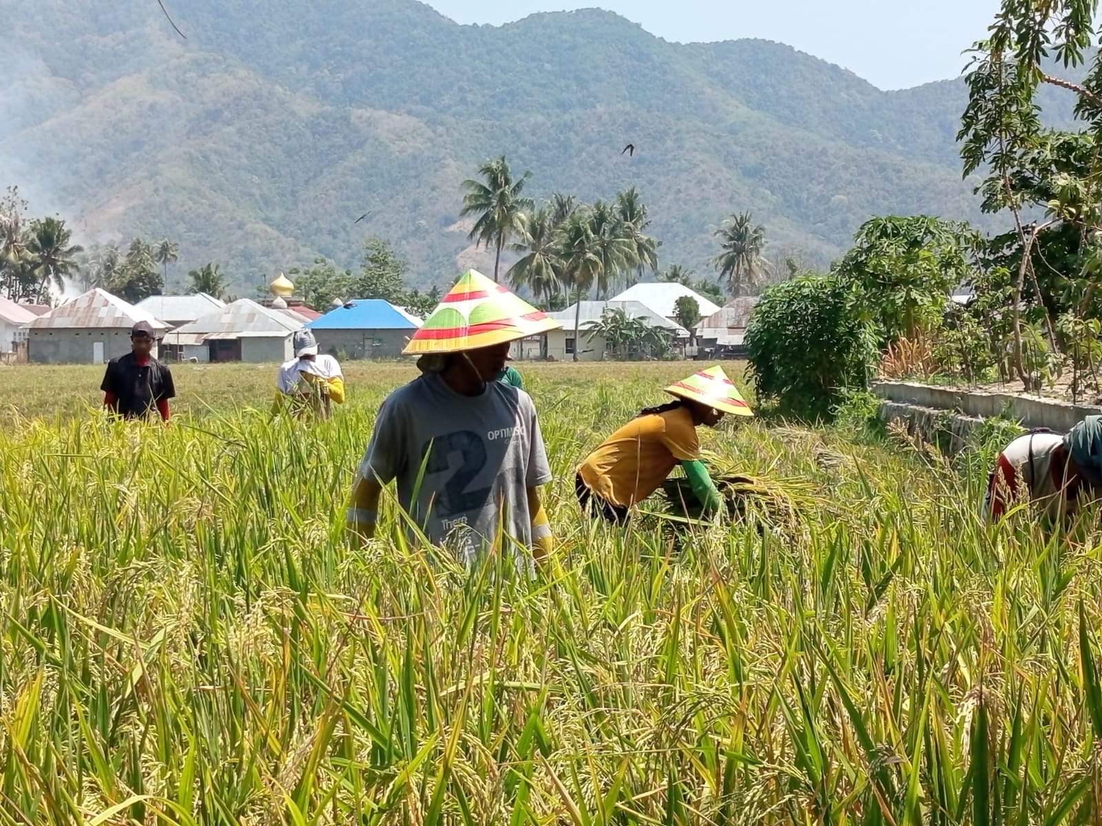 Kemarau Kota Gorontalo