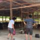 9 Orang Diamankan di Lokasi Pengolahan Emas Ilegal, Polda Gorontalo Temukan Merkuri 5 Kg