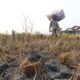 Kemarau Panjang di Gorontalo Bikin Peternak Sapi Kesulitan Cari Pakan dan Air