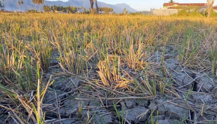 Kemarau Memuncak, Musim Tanam Padi di Kota Gorontalo Terancam Tertunda