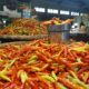 Awal Oktober 2026, Harga Cabai Rawit di Gorontalo Masih Tembus Rp155 Ribu/Kg
