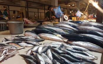 Harga Ikan