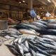 Pedagang Sebut Kenaikan Harga Ikan di Gorontalo Sudah Berlangsung 4 Bulan