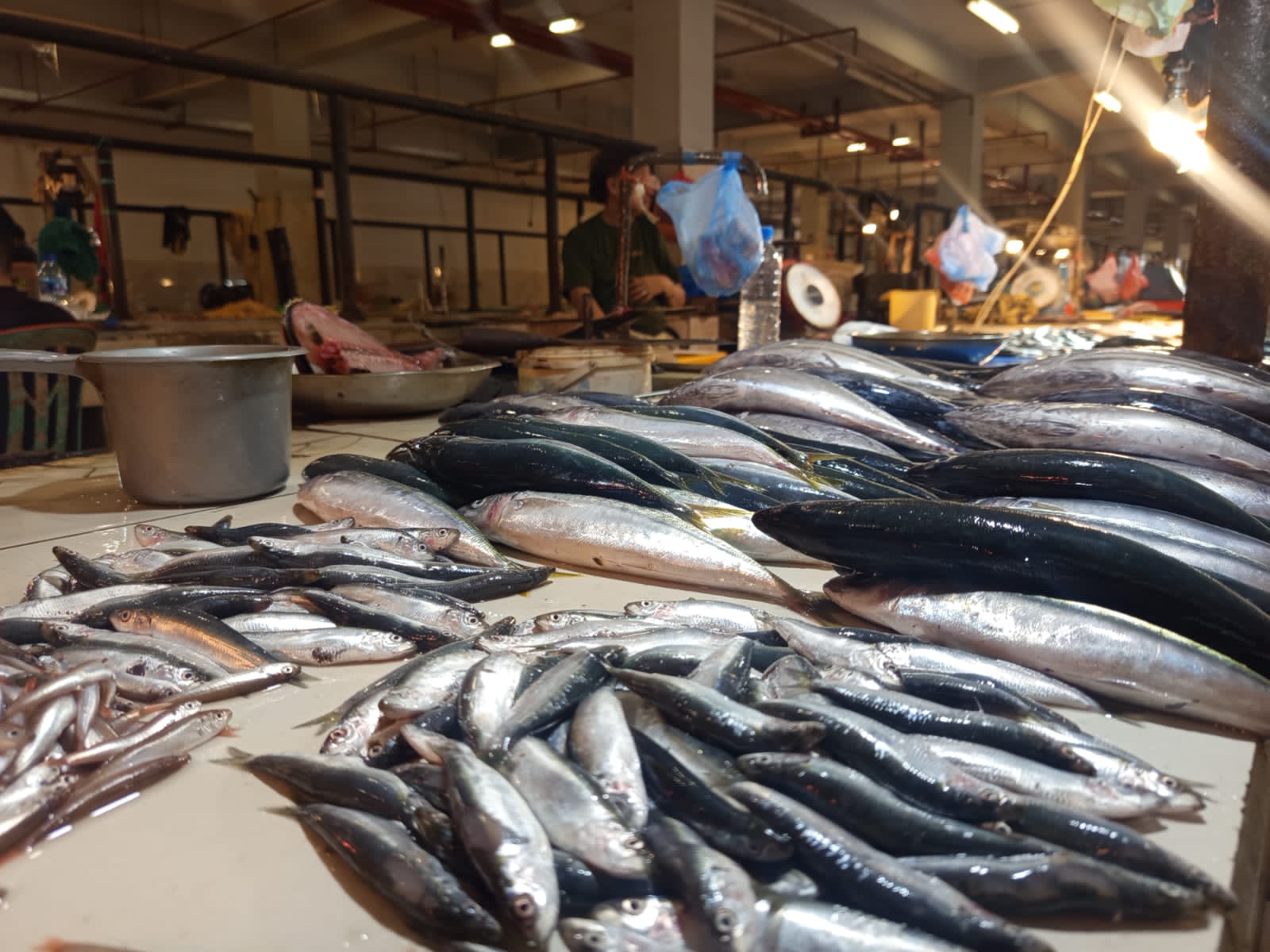 Harga Ikan