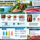 Inovasi UNG: Ekstrak Buah Mangrove Dijadikan Pengawet Alami Ikan Cakalang