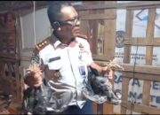 Panen Perdana 100 Ayam Kampung, Lapas Boalemo Siapkan Warga Binaan jadi Pengusaha