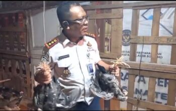 Panen Perdana 100 Ayam Kampung, Lapas Boalemo Siapkan Warga Binaan jadi Pengusaha