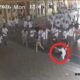 Siswa SMAN 1 Gorontalo Diduga Dikeroyok Puluhan Kakak Kelas di dalam Sekolah