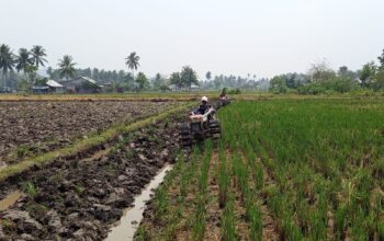 Petani Sawah