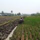 Meski Kemarau, Petani Bone Bolango Tetap Semangat Garap Sawah