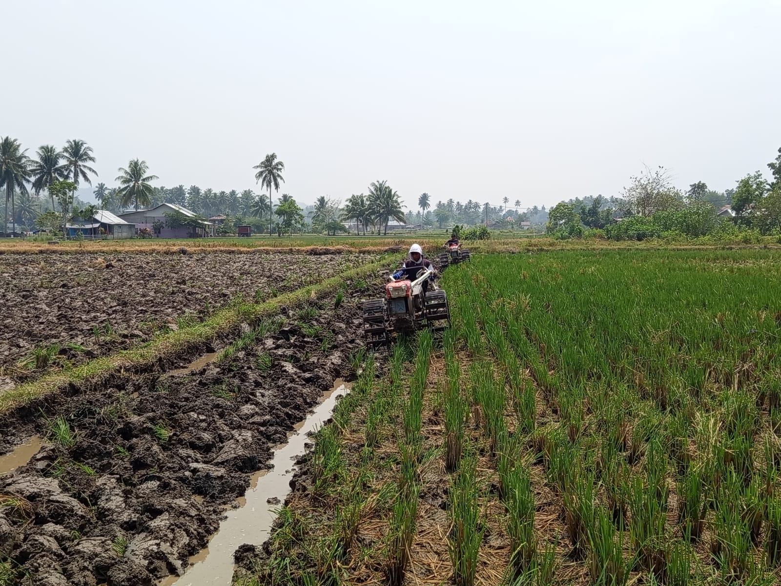 Petani Sawah